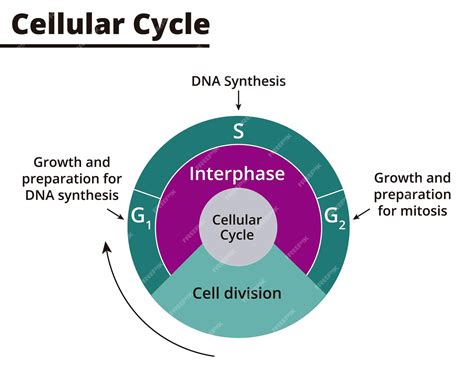 DNA, Cell Cycle .